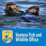 ventura fish and wildlife